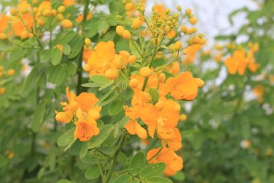 Senna pendula, photographed by Romi Galeota Lencina