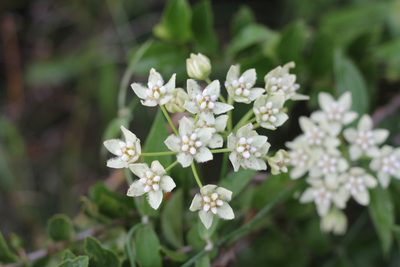 Funastrum clausum, photographed by Romi Galeota Lencina