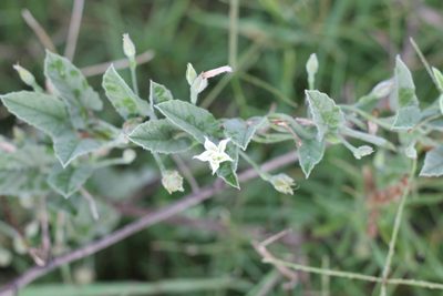 Convolvulus hermanniae, photographed by Romi Galeota Lencina