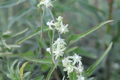 Araujia odorata, photographed by Romi Galeota Lencina
