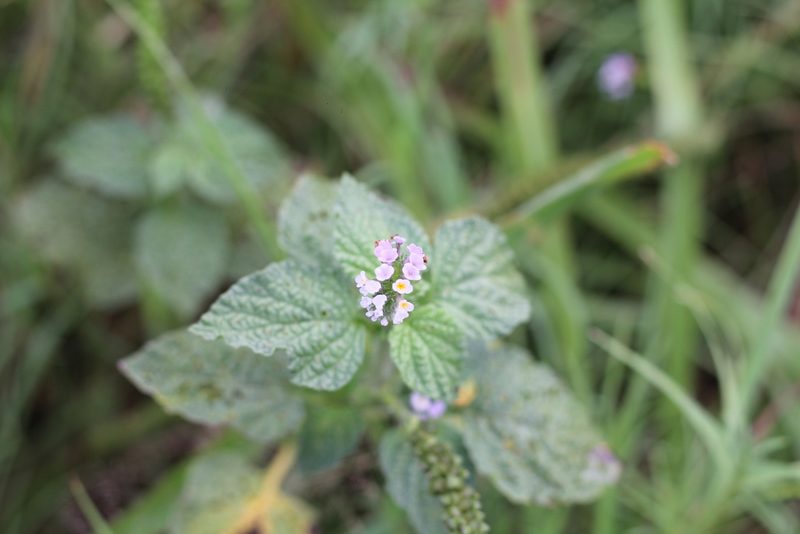 Heliotropium elongatum, photographed by Romi Galeota Lencina