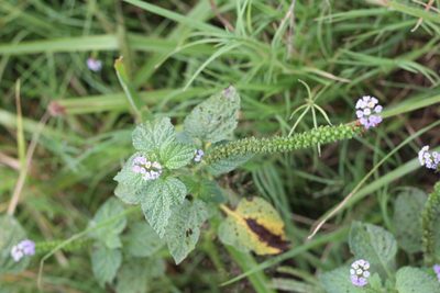 Heliotropium elongatum, photographed by Romi Galeota Lencina