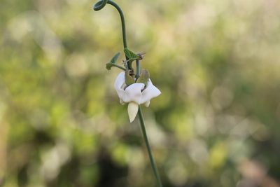 Araujia angustifolia, photographed by Romi Galeota Lencina