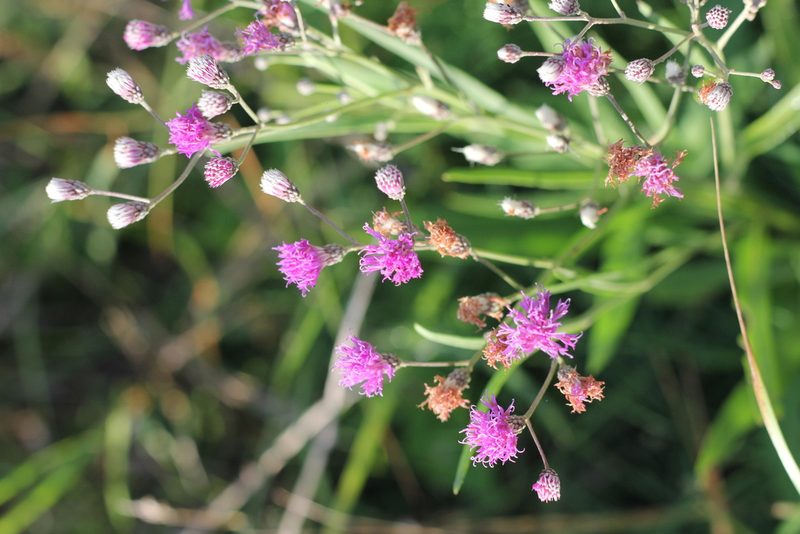 Vernonia incana, photographed by Romi Galeota Lencina