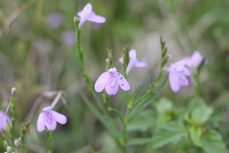 Dianthera laevilinguis, photographed by Romi Galeota Lencina