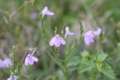 Dianthera laevilinguis, photographed by Romi Galeota Lencina