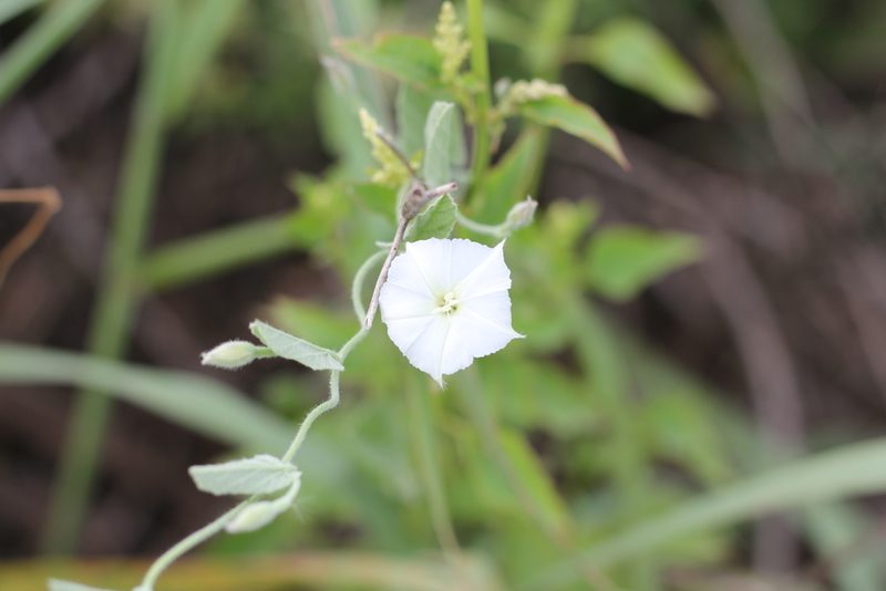 Convolvulus hermanniae, photographed by Romi Galeota Lencina