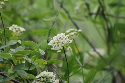 Funastrum clausum, photographed by Romi Galeota Lencina