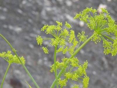 Thapsia tenuifolia, photographed by Duarte Frade