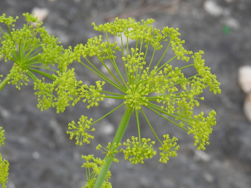 Thapsia tenuifolia, photographed by Duarte Frade