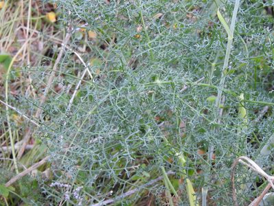 Thapsia tenuifolia, photographed by Duarte Frade