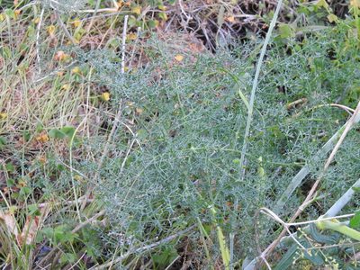 Thapsia tenuifolia, photographed by Duarte Frade