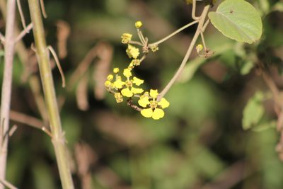 Stigmaphyllon bonariense, photographed by Romi Galeota Lencina