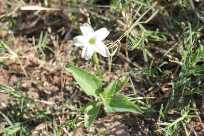 Jaborosa integrifolia, photographed by Romi Galeota Lencina