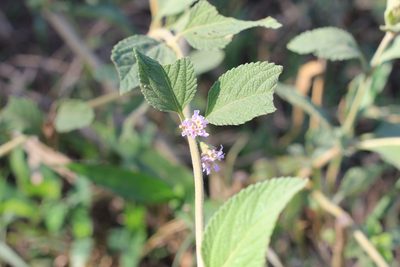 Lippia alba, photographed by Romi Galeota Lencina