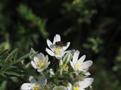 Ornithogalum comosum, photographed by carnifex