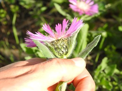 Centaurea pullata, photographed by Duarte Frade