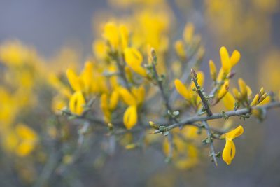 Genista scorpius, photographed by Tim Johnson