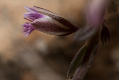 Polygala rupestris, photographed by Tim Johnson