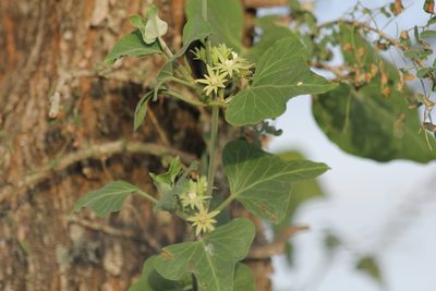 Araujia odorata, photographed by Romi Galeota Lencina