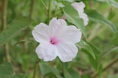 Ipomoea carnea, photographed by Romi Galeota Lencina