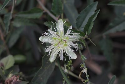 Passiflora misera, photographed by Romi Galeota Lencina
