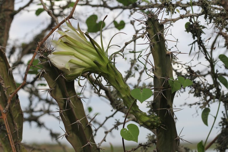 Harrisia bonplandii, photographed by Romi Galeota Lencina