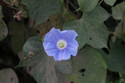 Ipomoea nil, photographed by Romi Galeota Lencina