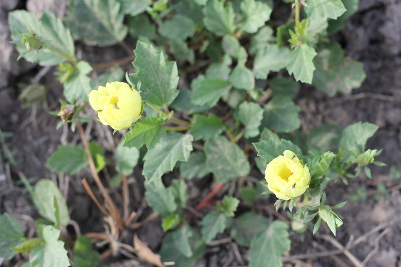 Cienfuegosia sulphurea, photographed by Romi Galeota Lencina