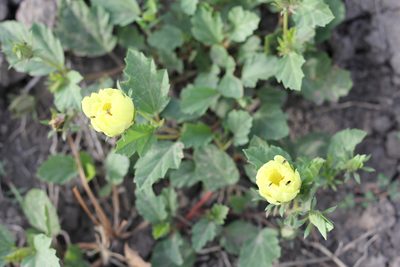 Cienfuegosia sulphurea, photographed by Romi Galeota Lencina
