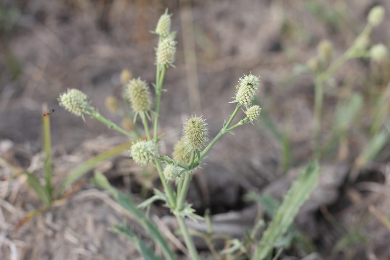 Eryngium coronatum, photographed by Romi Galeota Lencina