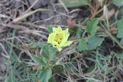 Cienfuegosia sulphurea, photographed by Romi Galeota Lencina