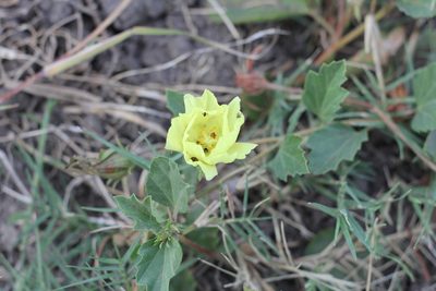 Cienfuegosia sulphurea, photographed by Romi Galeota Lencina