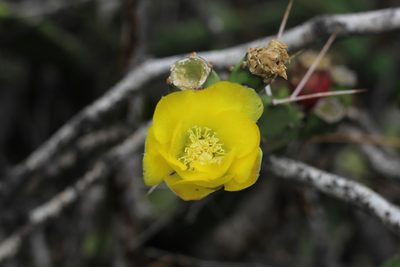 Opuntia anacantha, photographed by Romi Galeota Lencina