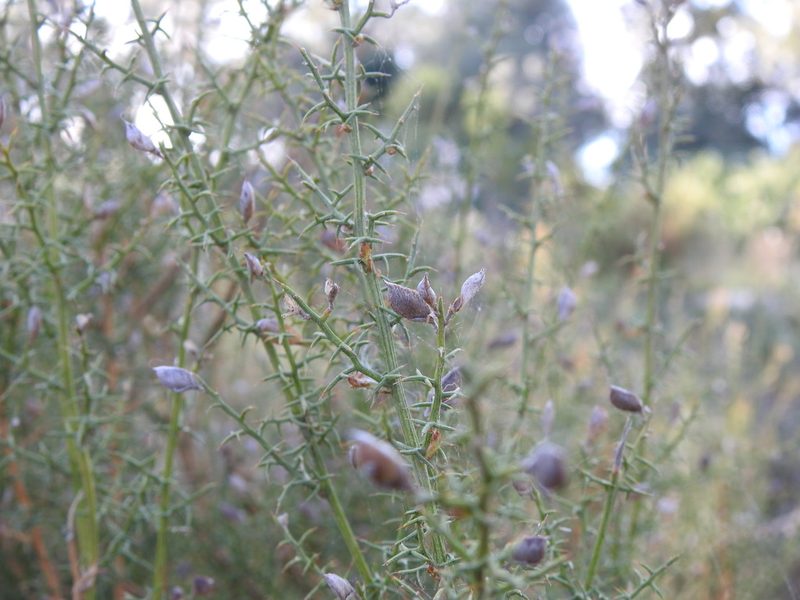 Stauracanthus boivinii, photographed by Duarte Frade