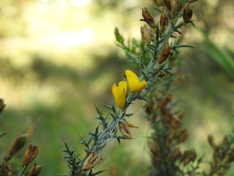 Ulex argenteus, photographed by Duarte Frade