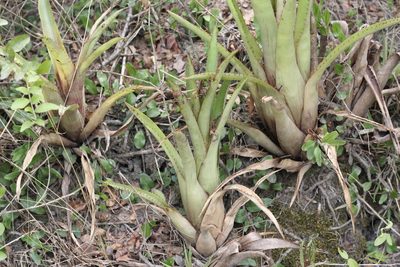 Aechmea distichantha, photographed by Romi Galeota Lencina