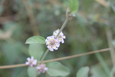 Lippia alba, photographed by Romi Galeota Lencina