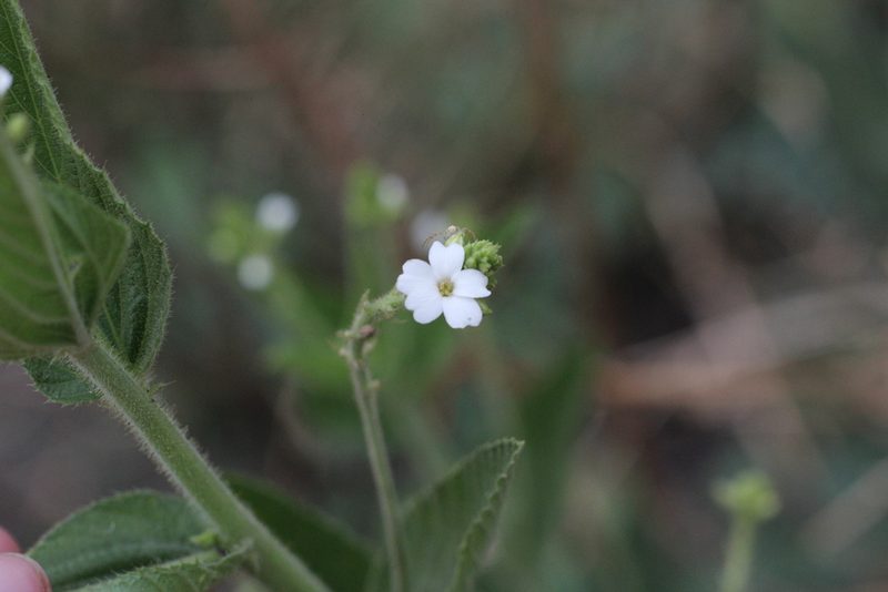 Caperonia cordata, photographed by Romi Galeota Lencina