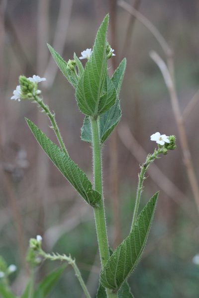 Caperonia cordata, photographed by Romi Galeota Lencina