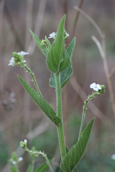 Caperonia cordata, photographed by Romi Galeota Lencina