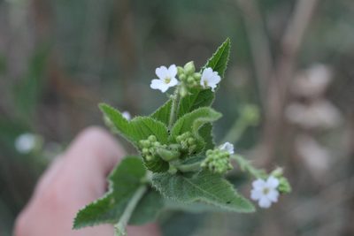 Caperonia cordata, photographed by Romi Galeota Lencina