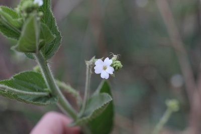 Caperonia cordata, photographed by Romi Galeota Lencina