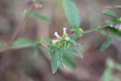 Melochia pyramidata, photographed by Romi Galeota Lencina