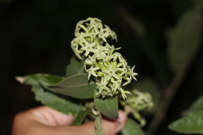 Cestrum strigilatum, photographed by Romi Galeota Lencina