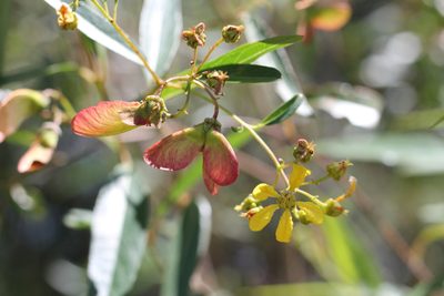 Heteropterys glabra, photographed by Romi Galeota Lencina