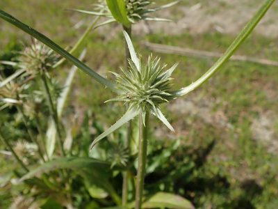 Dipsacus sativus, photographed by joergmlpts