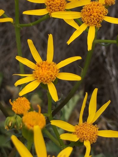 Packera breweri, photographed by Pinnacles National Park