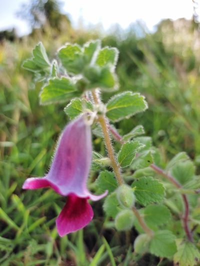 Sesamum prostratum, photographed by premchand