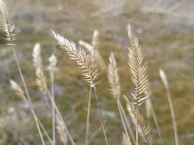 Agropyron cristatum, photographed by Daniel S.